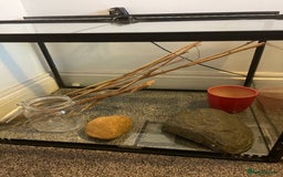 Corn Snake reptiles for sale: Corn Snake&Set Up - Advert 6