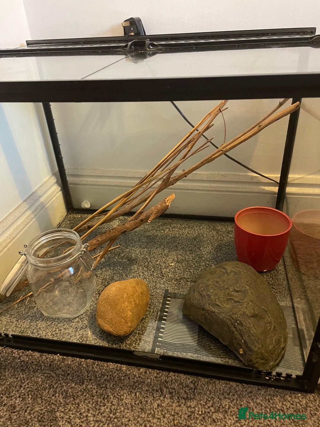 Corn Snake reptiles for sale: Corn Snake&Set Up - Advert 6