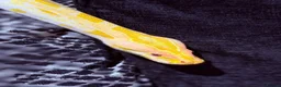 Python Snake reptiles for sale: Albino Python LARGE - Advert 12