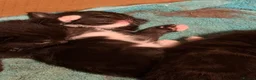 British Shorthair cats for sale: 5 jet black and 1 black and white kitten  - Advert 3