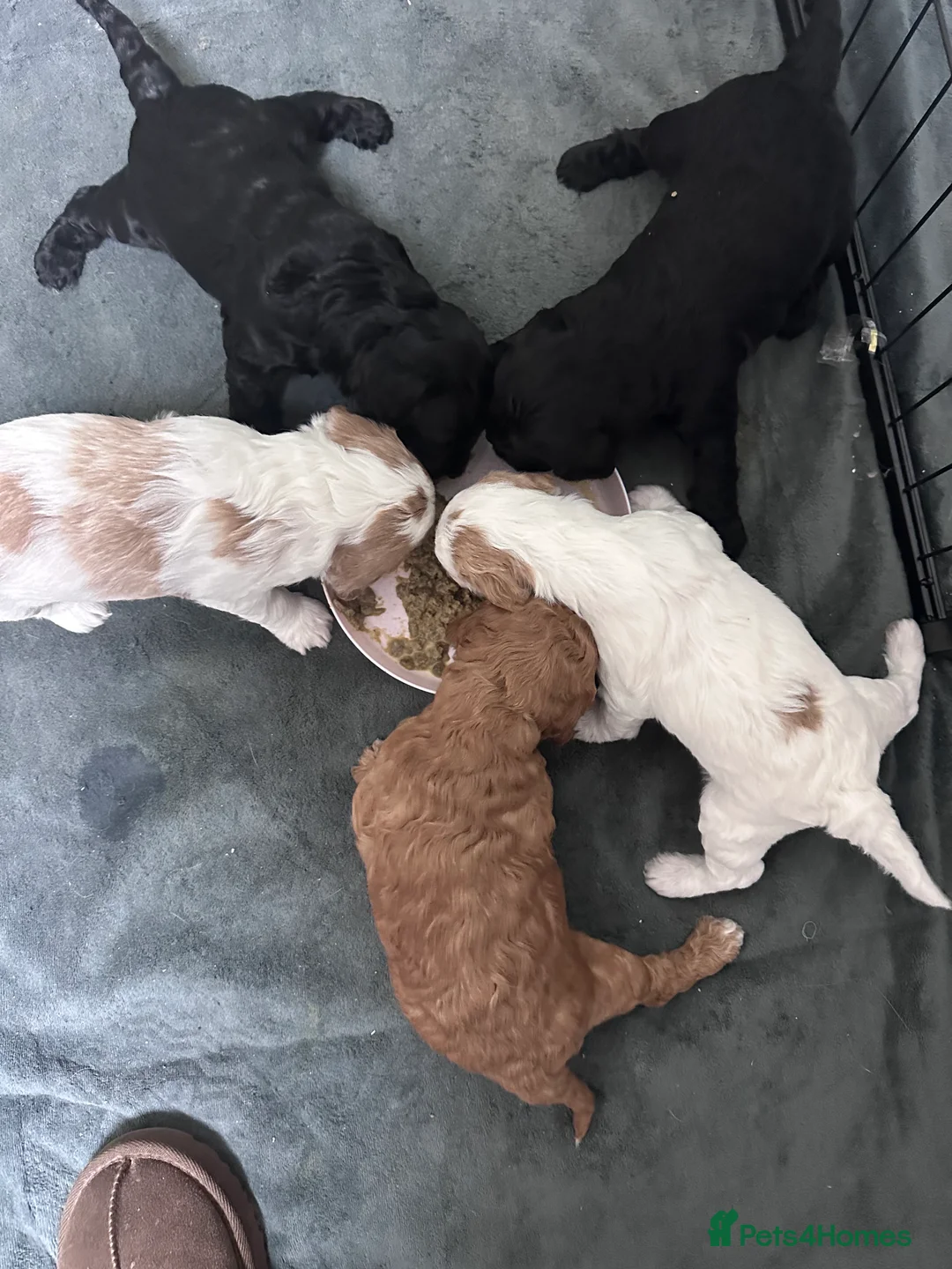 Cockapoo dogs for sale: Beautiful F2 Cockapoo Puppies - Advert 3