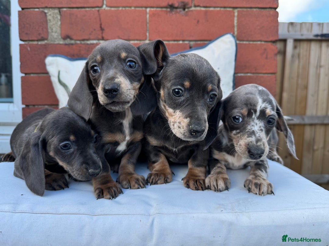 Miniature Dachshund dogs for sale: Ready now. Outstanding Mini Dachshund Pups!  - Image 4