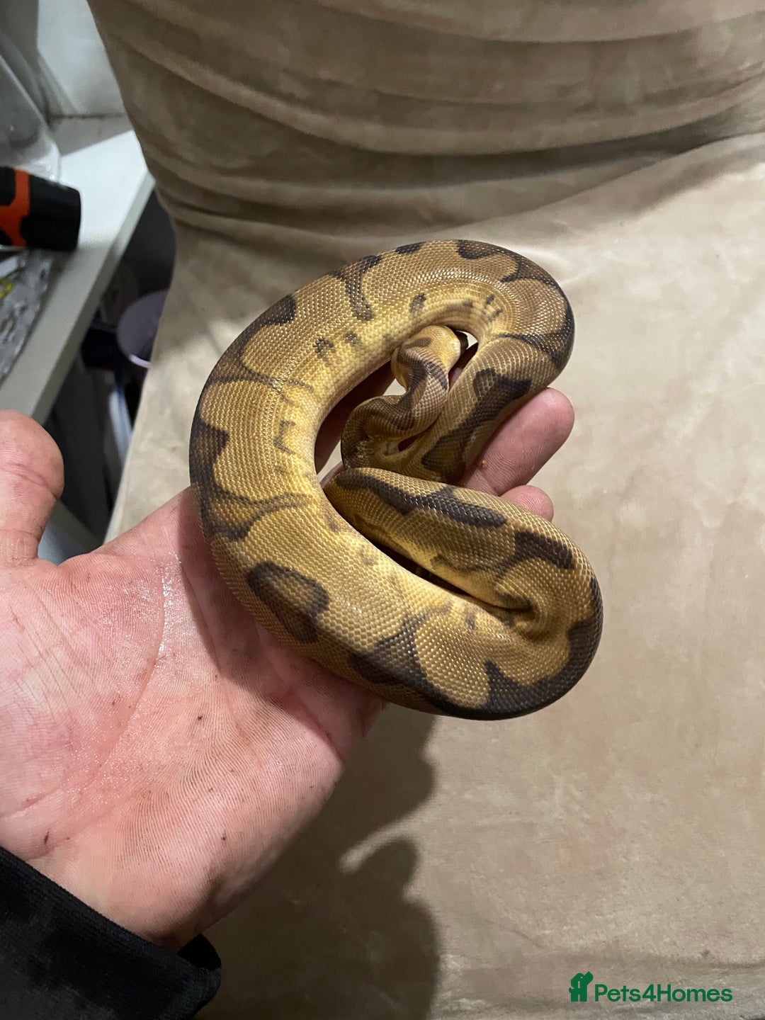 Python Snake reptiles for sale: Royal ball python - Advert 10