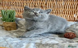 British Shorthair cats for sale: (READY NOW)EXCEPTIONAL PURE BREED BSH - Image 11