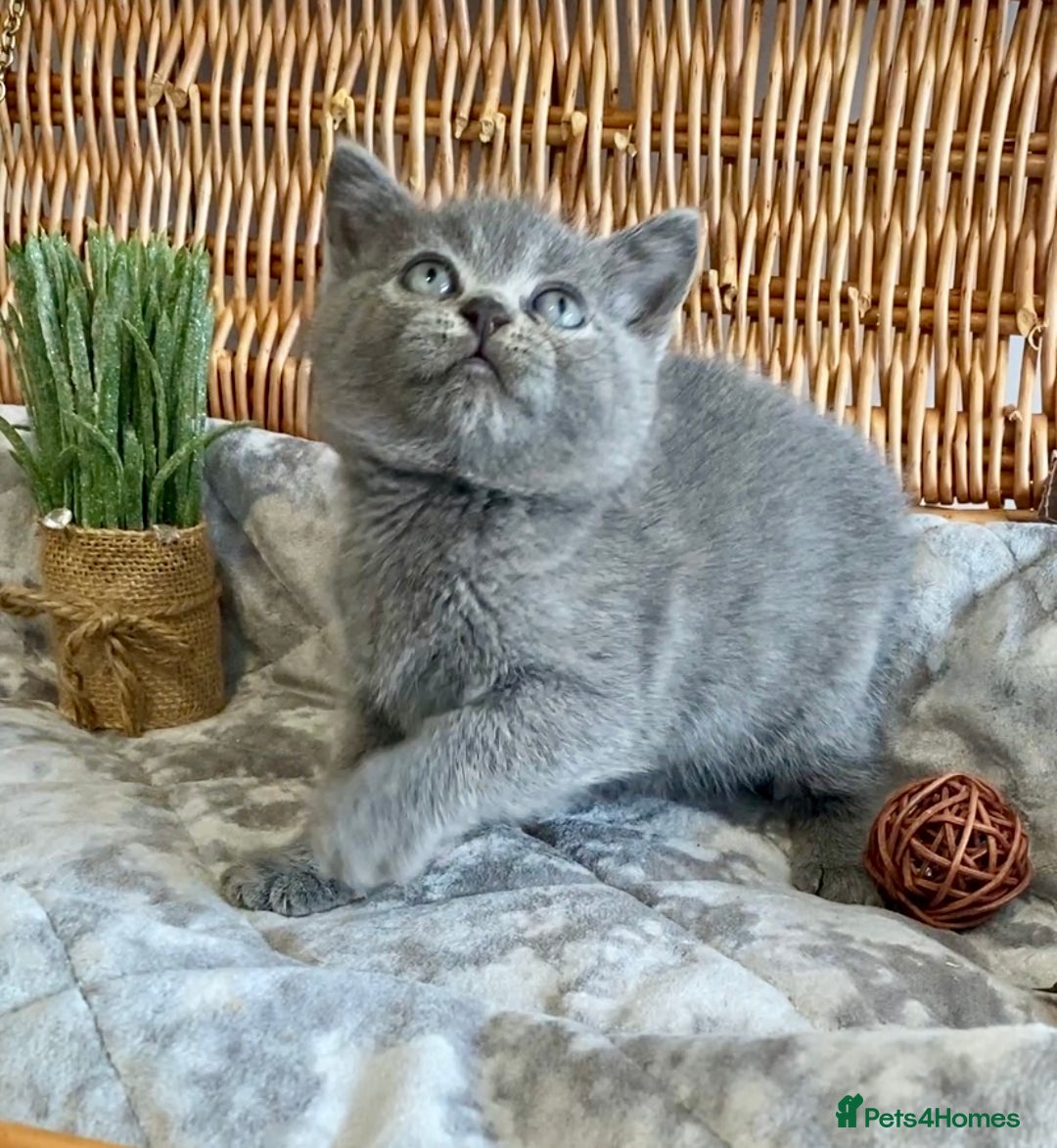 British Shorthair cats for sale: (READY NOW)EXCEPTIONAL PURE BREED BSH - Image 11