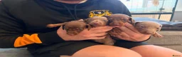 Miniature Dachshund dogs for sale: Beautiful miniature dachshund puppies in Saint Helens - Advert 3