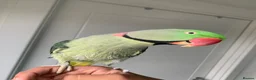 Parrots birds for sale: Tamed Alexandrine Parrot in Manchester - Advert 12