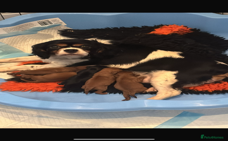 Cavalier King Charles Spaniel dogs Extensively health tested cute Cavalier puppy’s - Advert 1