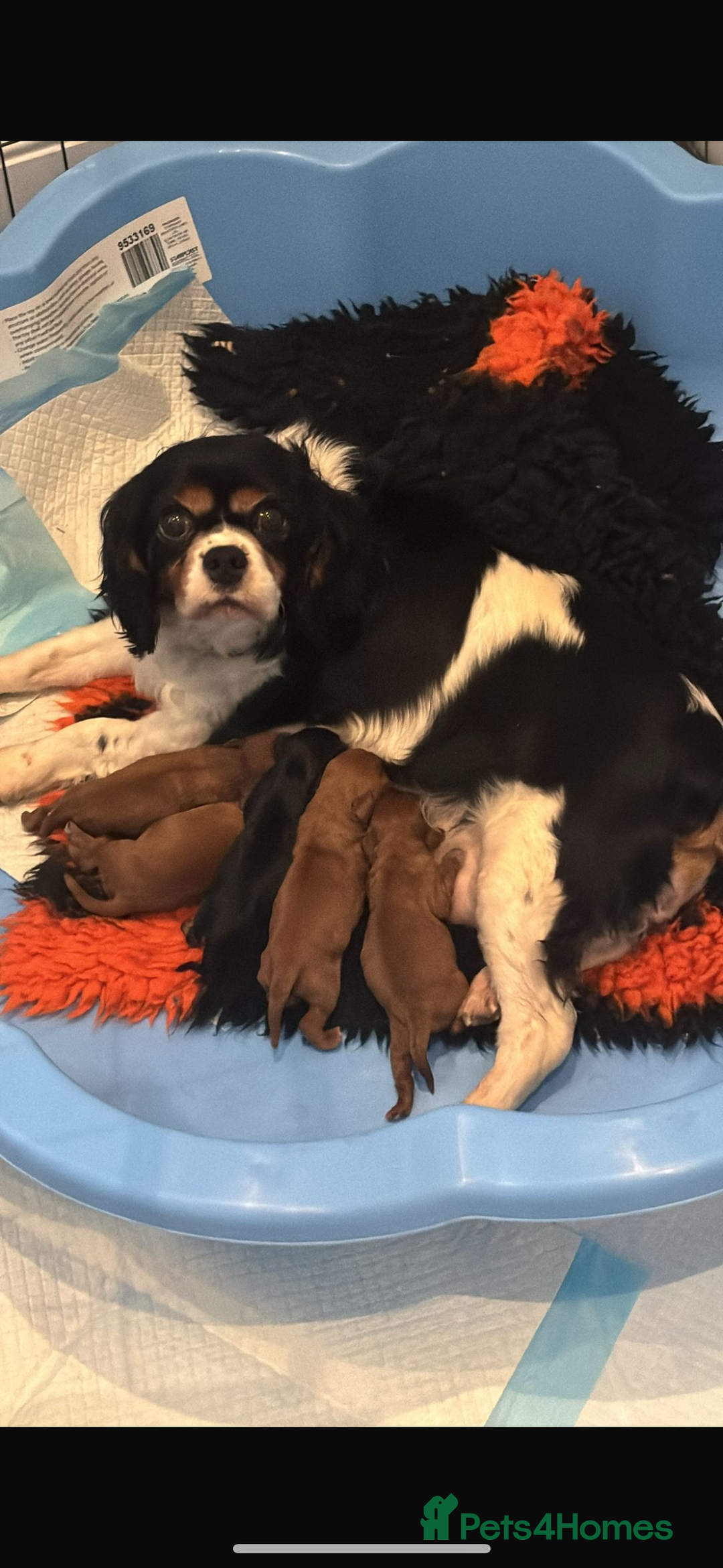 Cavalier King Charles Spaniel dogs for sale: Extensively health tested cute Cavalier puppy’s  - Advert 4