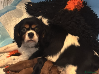 Cavalier King Charles Spaniel dogs Extensively health tested cute Cavalier puppy’s - Advert 12