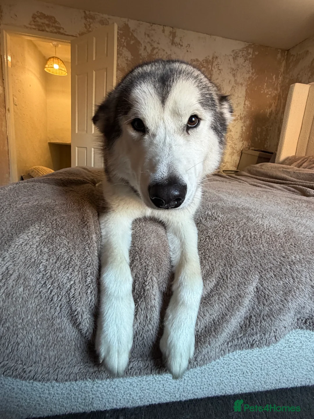 Alaskan Malamute dogs for sale: 2 female Alaskan malamutes 🩷 - Advert 8