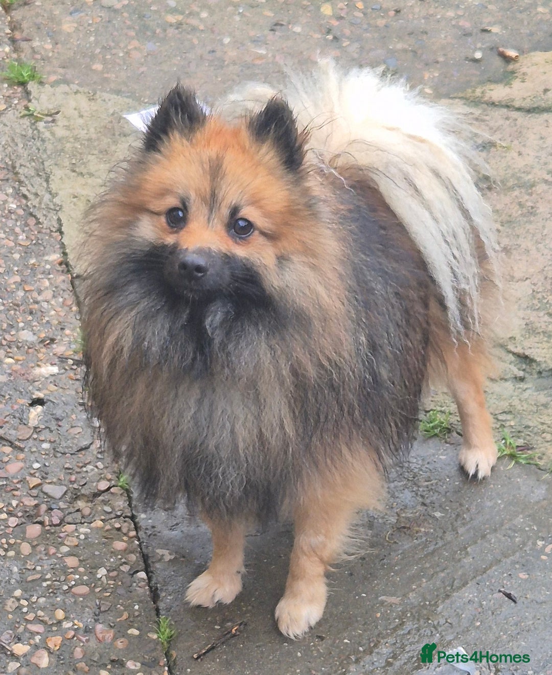 Pomeranian dogs for sale: Beautiful little pomeranians - Advert 13