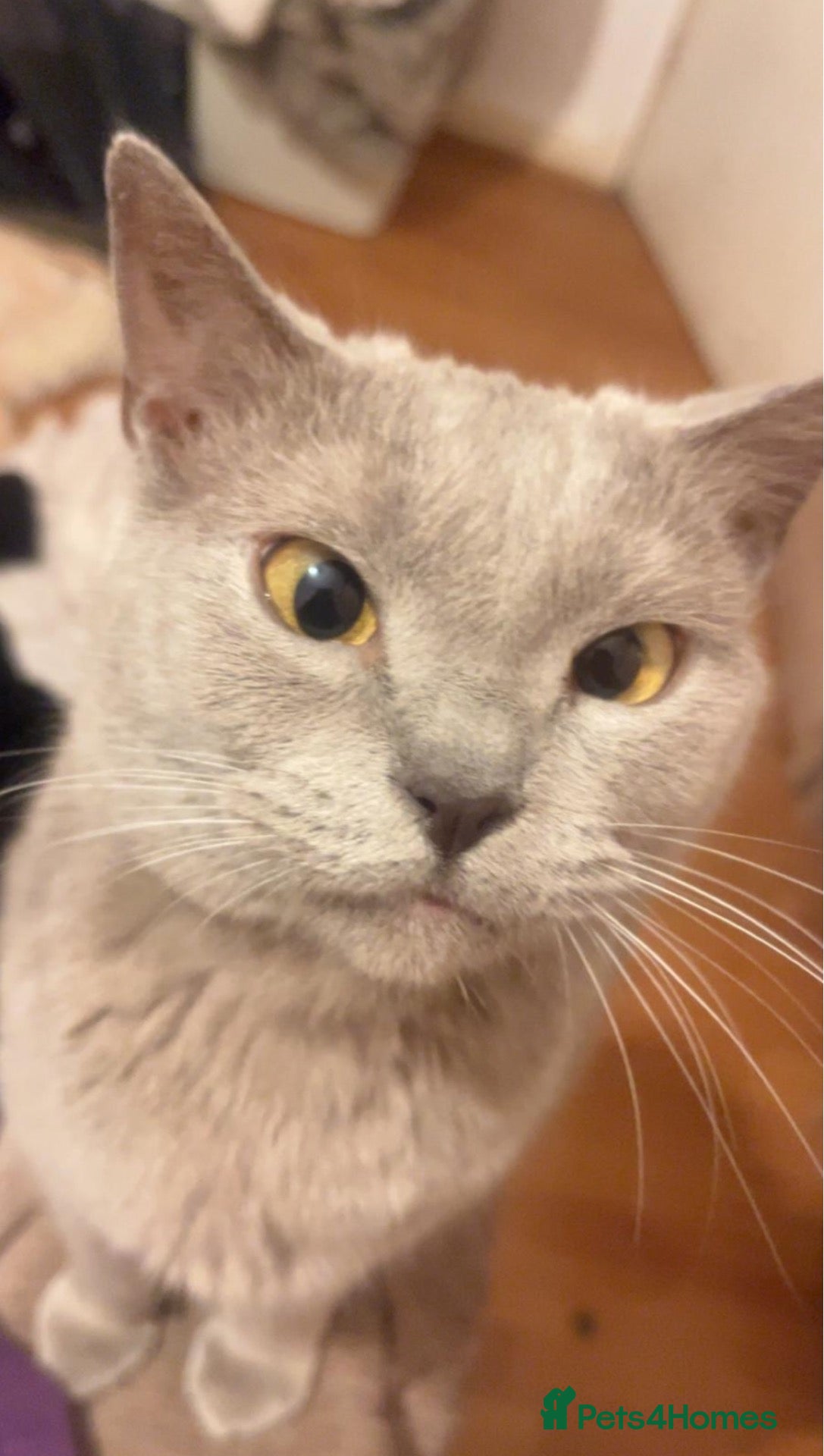 Mixed Breed cats Friendly British Shorthair × Russian Blue Cat - Advert 1