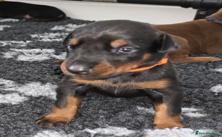 Dobermann dogs - Advert 4