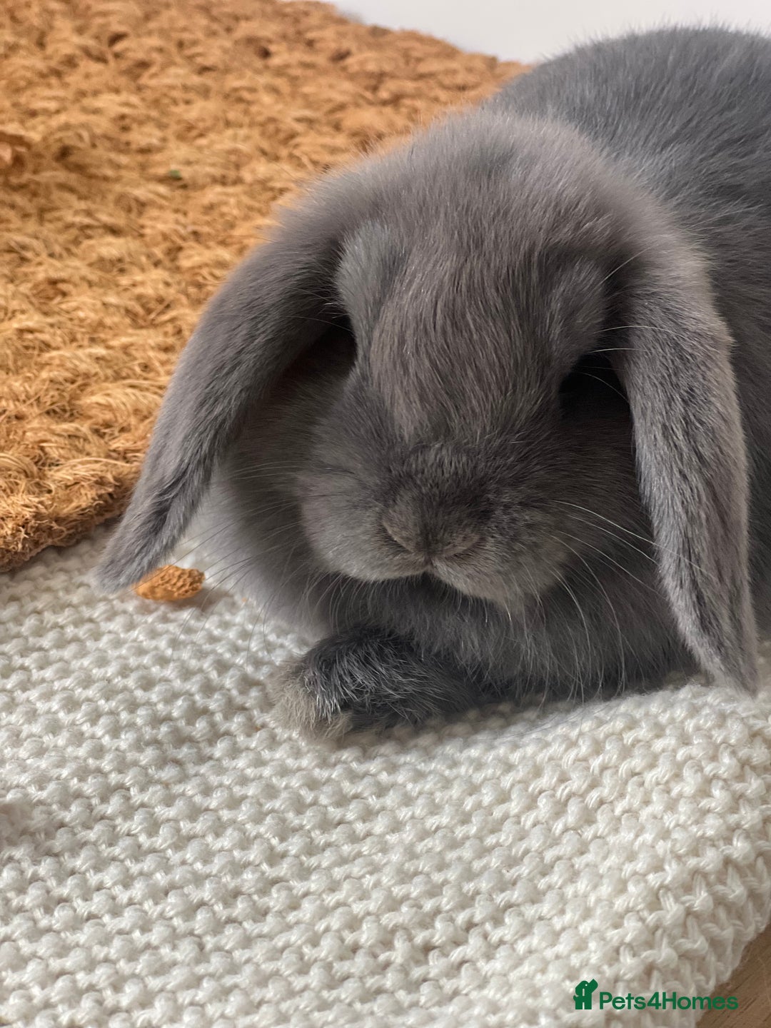 Mini Lop rabbits for sale: Rehoming Two Mini Lops - Image 16