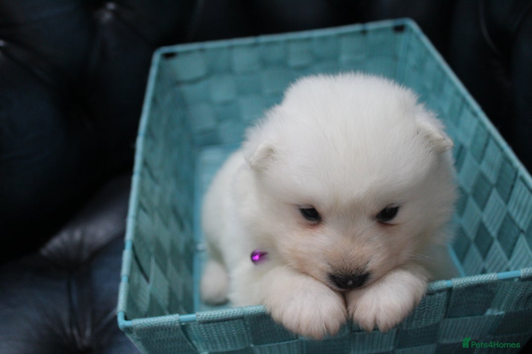 Samoyed dogs for sale: Bundle of joy and fluff - Image 8