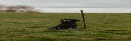 Labrador Retriever dogs for stud: Braemossrose Samson at Stud - Advert 8