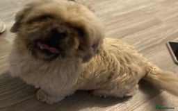 Shih Tzu dogs for sale: shih tzu - Image 1