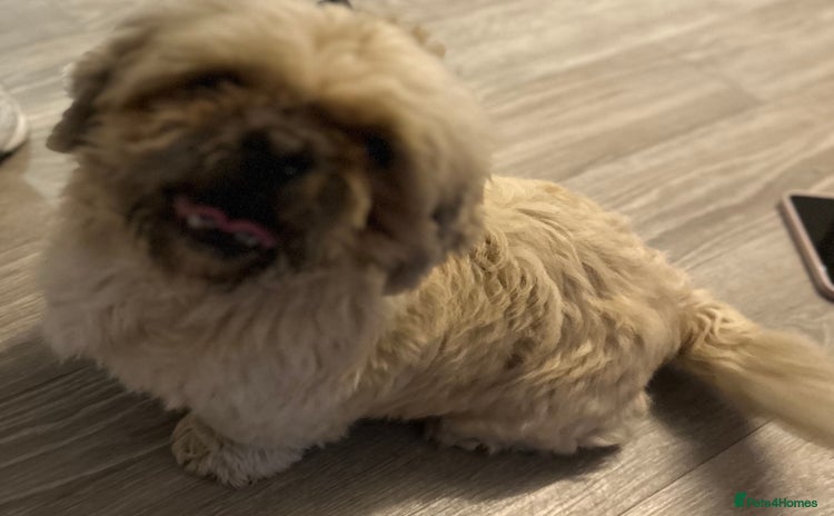 Shih Tzu dogs - Advert 2