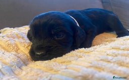 Cocker Spaniel dogs for sale: 10 Gorgeous KC Cocker Spaniel Puppies - Image 8