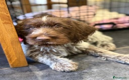 German Wirehaired Pointer dogs for sale: Stunning GWP puppies.  - Image 10