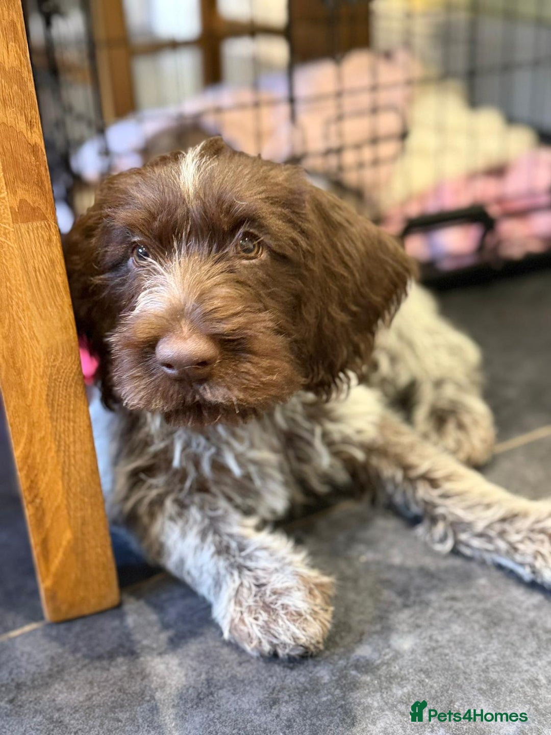 German Wirehaired Pointer dogs for sale: Stunning GWP puppies.  - Image 10