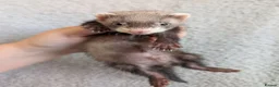 Ferret rodents for sale: Ferret kits in West Malling - Advert 6