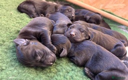 Labrador Retriever dogs for sale: Labrador retriever puppies  - Image 12
