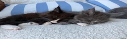 Maine Coon cats for sale: Bundles of fluff,  Maine Coon kittens  - Advert 8