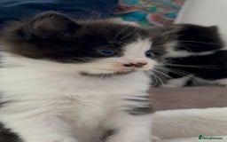 Domestic Shorthair cats for sale: Beautiful 5 tuxedo kittens available for new home. - Image 9