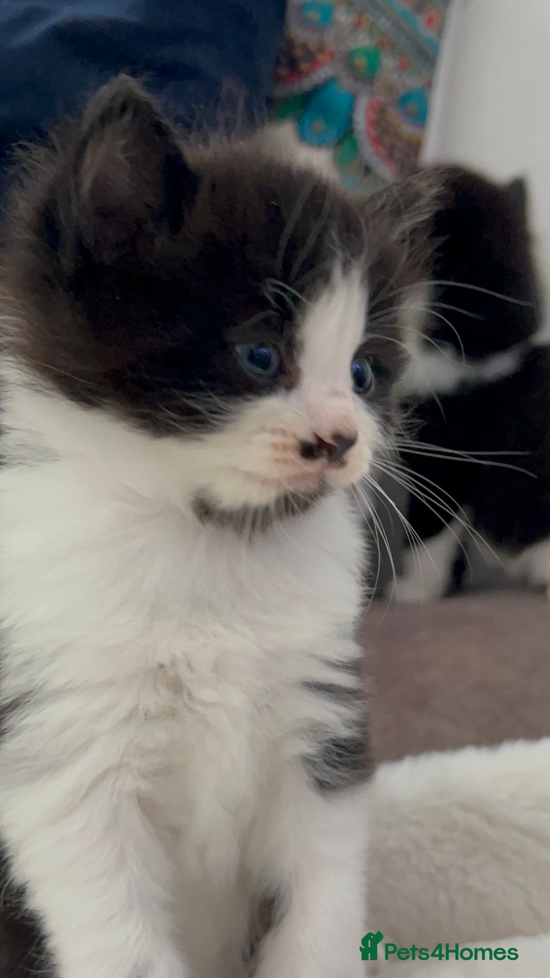 Domestic Shorthair cats for sale: Beautiful 5 tuxedo kittens available for new home. - Image 9