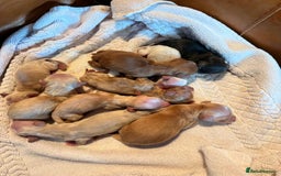 Miniature Dachshund dogs for stud: Cream Long-haired miniature Dachshund kc reg in Blackburn - Image 23