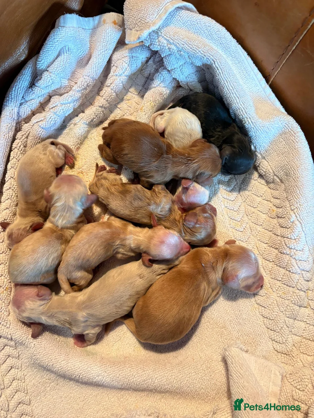 Miniature Dachshund dogs for stud: Cream Long-haired miniature Dachshund kc reg in Blackburn - Advert 21