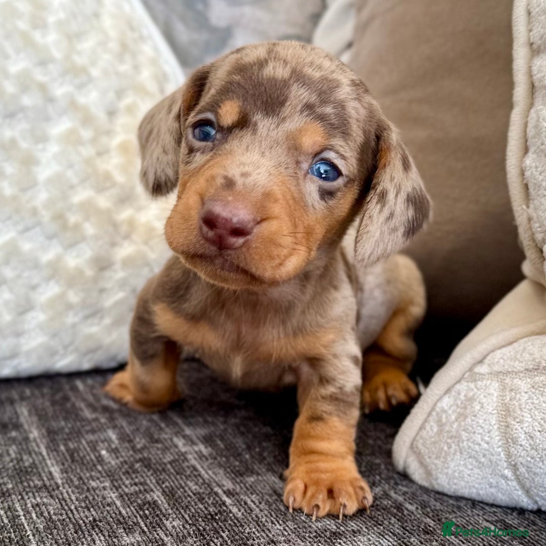 Miniature Dachshund dogs for sale: Miniature Dachshund Puppies LICENSED BREEDER - Image 13