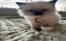 Ragdoll cats for sale: **LAST BOY** CHUNKY RAGDOLL KITTENS FOR SALE - Advert 14
