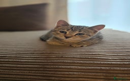 Mixed Breed cats for sale: 5 beautiful and energetic kittens!!! - Advert 2