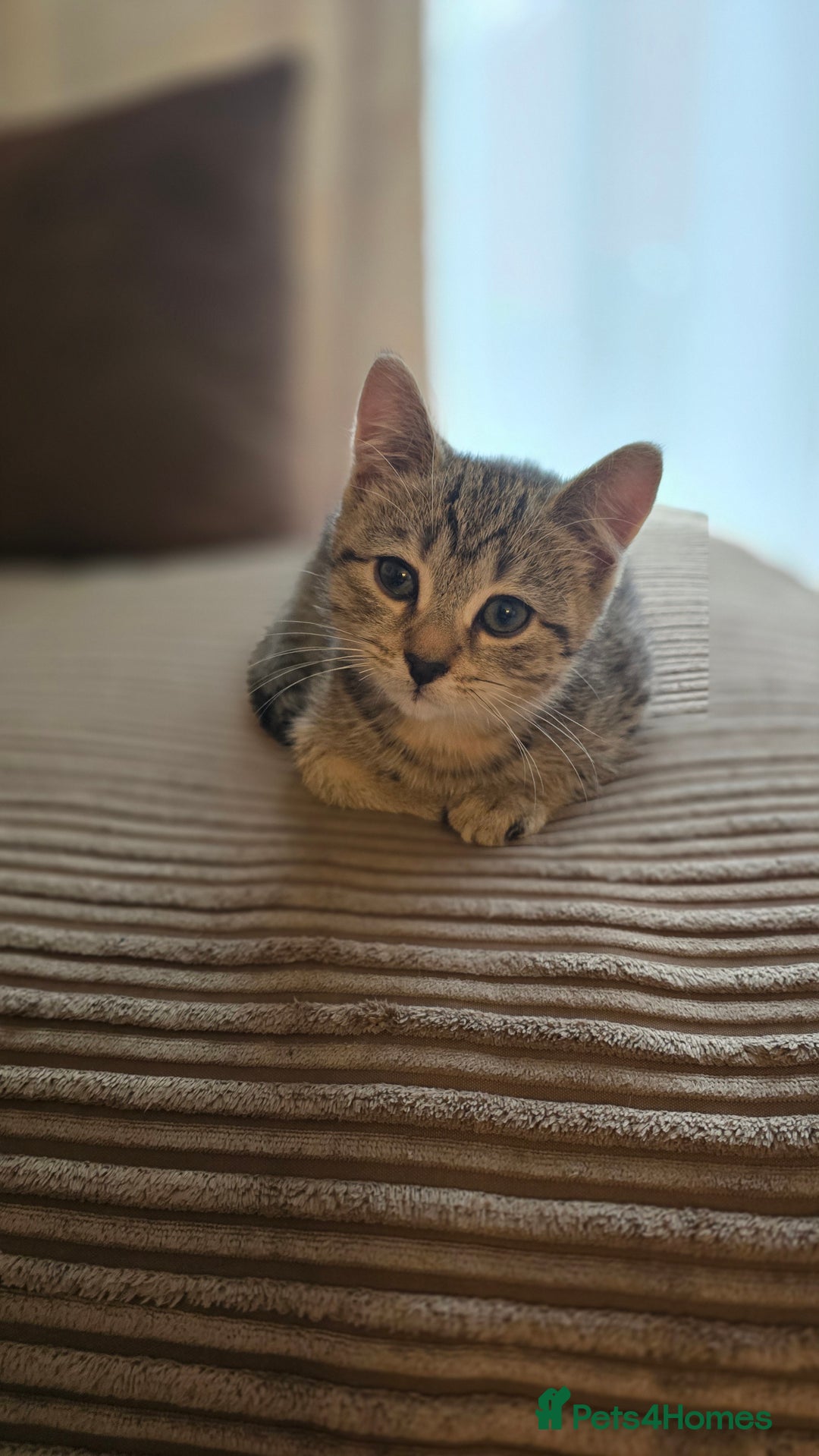 Mixed Breed cats for sale: 5 beautiful and energetic kittens!!! - Advert 2