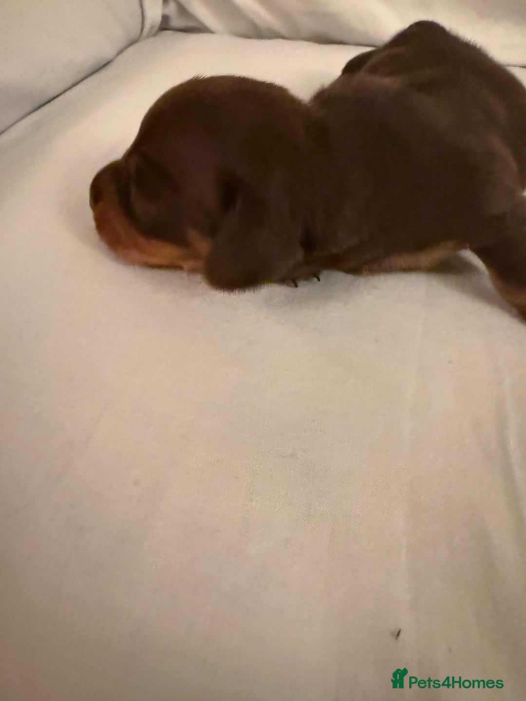 Dachshund dogs for sale: Miniature Dachshund puppies for sale - Advert 36