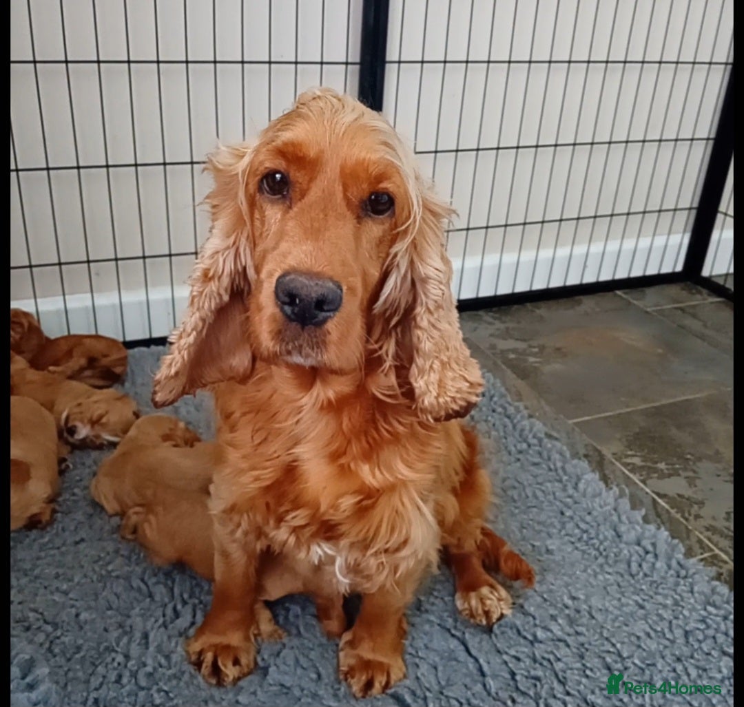 Cocker Spaniel dogs for sale: Ready today KC Show Winning Breeding - Image 7