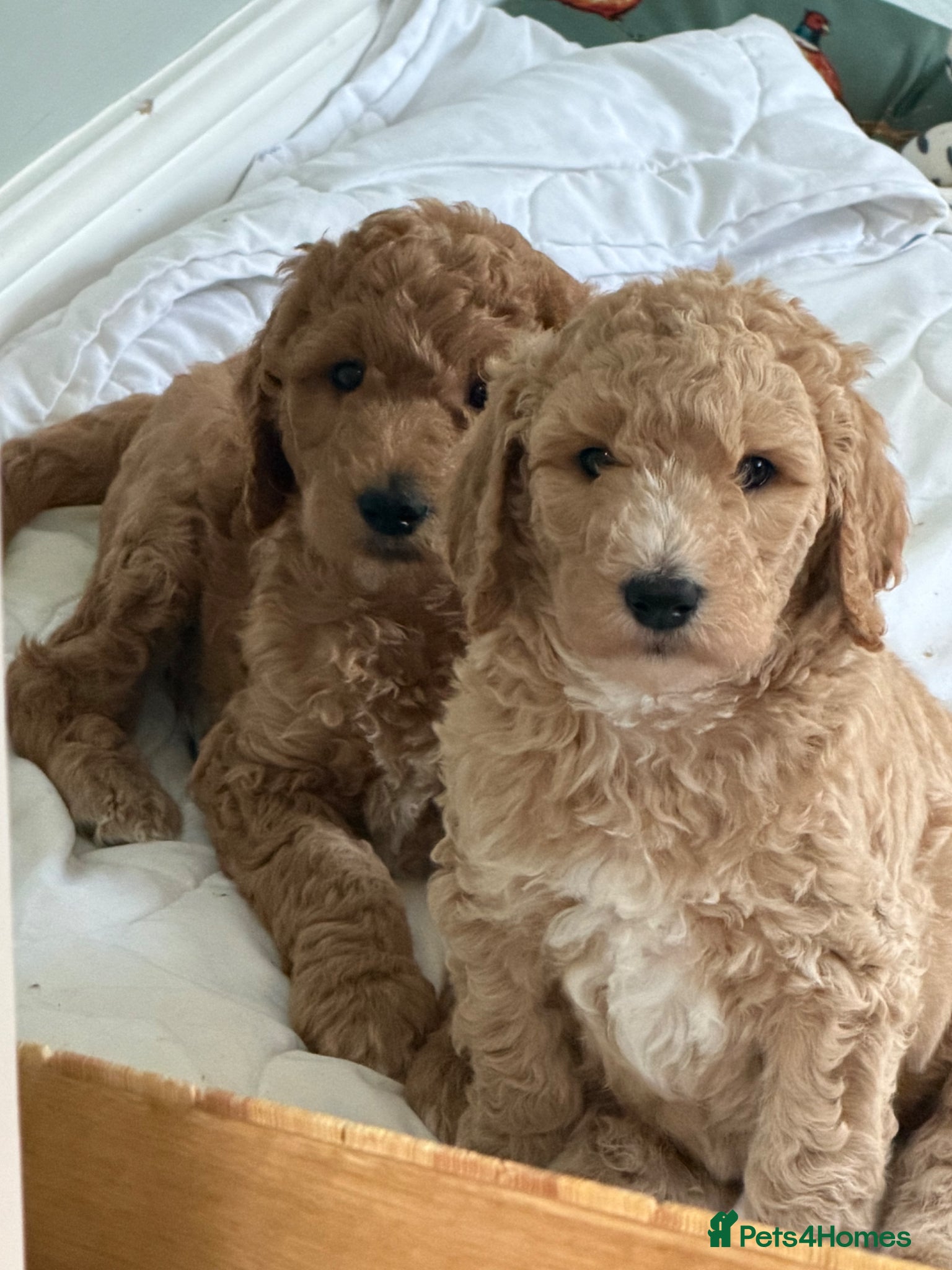 Standard Poodle dogs Beautiful Red Standard Poodle last boy   - Advert 5