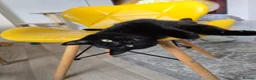 Brazilian Shorthair cats for sale: Beautiful kittens - Advert 5