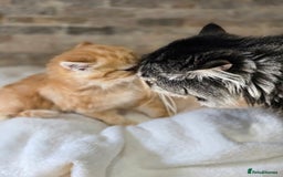 Persian cats for sale: Outstanding Full Persian Kittens for Sale - Image 13