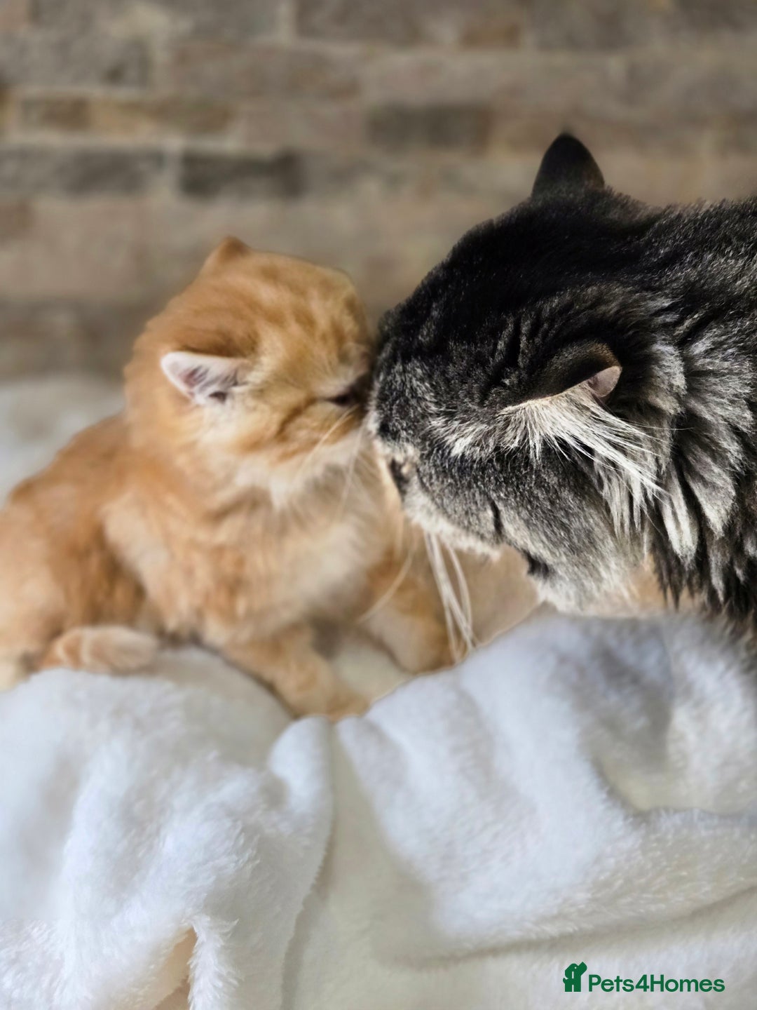 Persian cats for sale: Outstanding Full Persian Kittens for Sale - Image 13