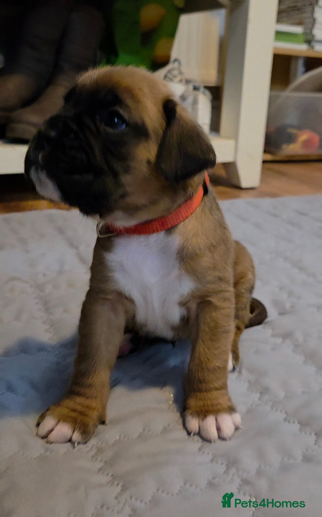 Boxer dogs Beautiful Boxer Pups - Advert 2