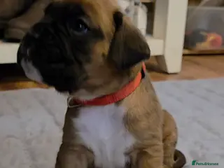 Boxer dogs Beautiful Boxer Pups - Advert 2