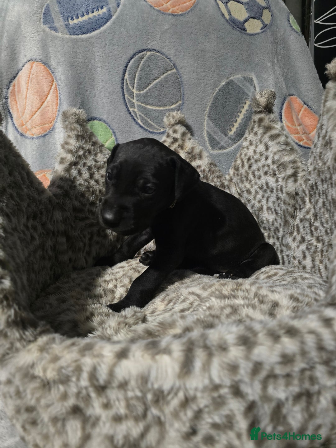 Great Dane dogs for sale: Beautiful great danes - Advert 7