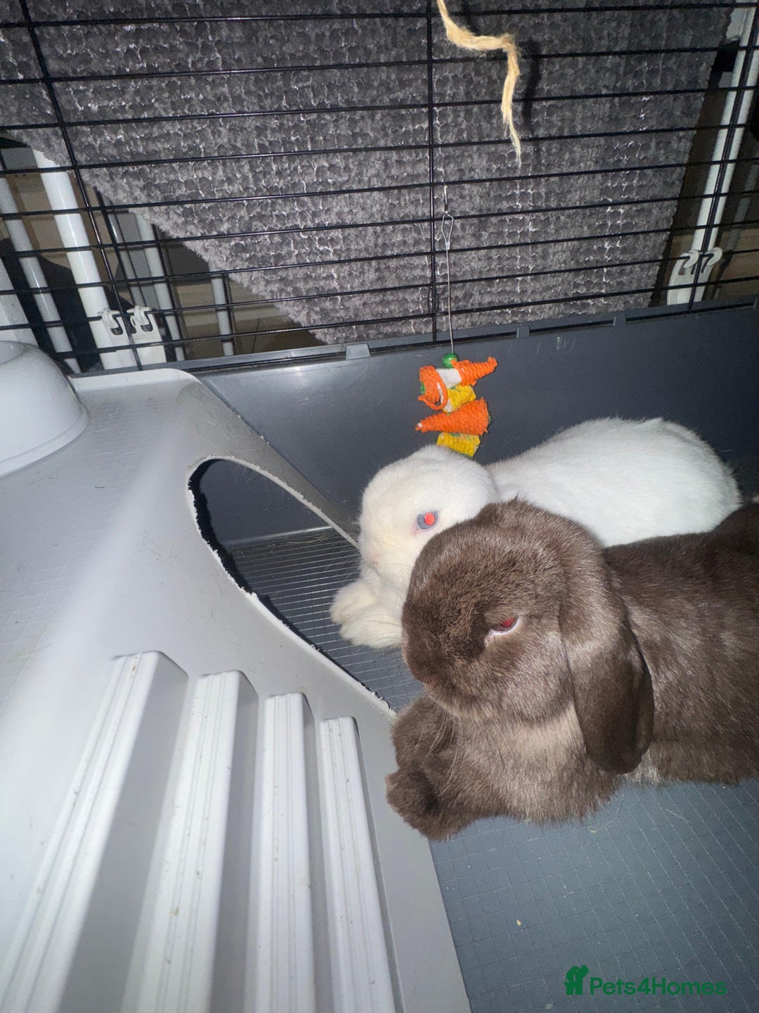 Mini Lop rabbits for sale: 🐰 Adorable Mini Lop Pair Looking for a Home! 🐰 - Advert 2