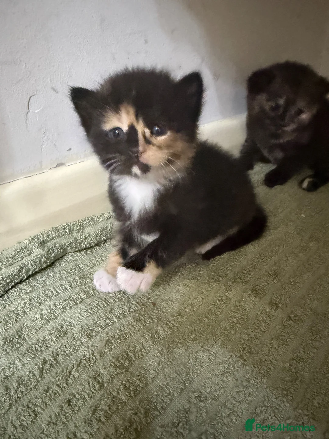 British Shorthair cats for sale: 🐾 6 Adorable Kittens Looking for Loving  Homes  - Advert 2