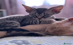 Devon Rex cats for sale: Devon Rex - Image 5