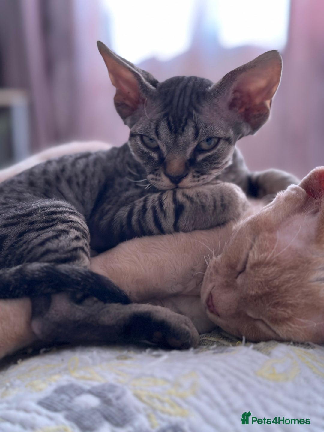 Devon Rex cats for sale: Devon Rex - Image 5